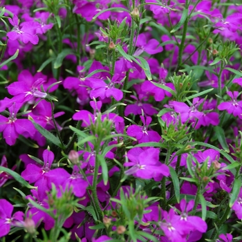 Lobelia erinus Techno® '' (040536)