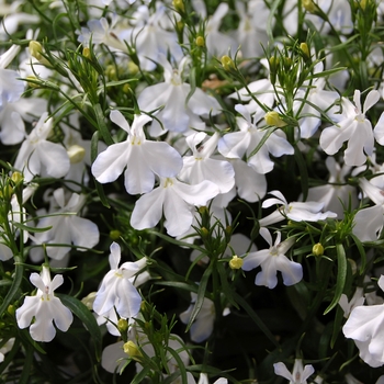 Lobelia erinus Techno® '' (040538)