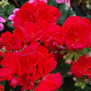 Pelargonium x hortorum Tango™ '' (040546)