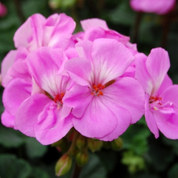 Pelargonium x hortorum Tango™ '' (040548)