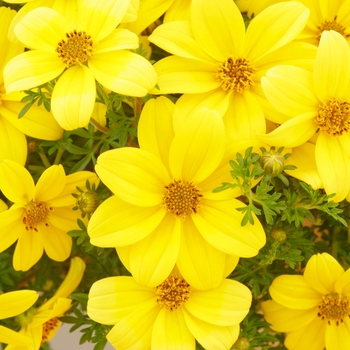 Bidens ferulifolia Mexican Gold™ '' (040583)