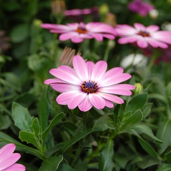 Osteospermum Tradewinds® 'Purple Bicolor' (040748)