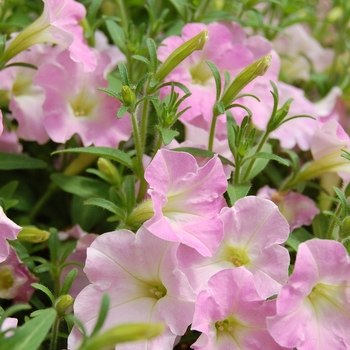 Petunia Picnic™ '' (040759)