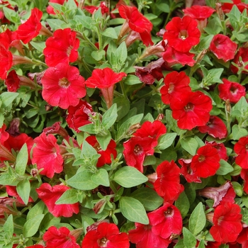 Petunia Picnic™ '' (040760)