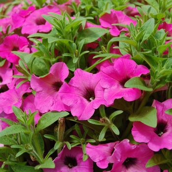 Petunia Picnic™ '' (040763)