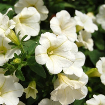 Petunia Picnic™ '' (040765)