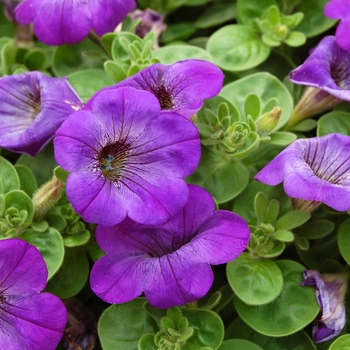 Petunia Sanguna® 'Atomic Blue' (040766)