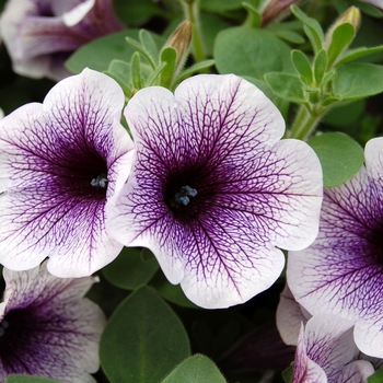 Petunia Sanguna® '' (040768)