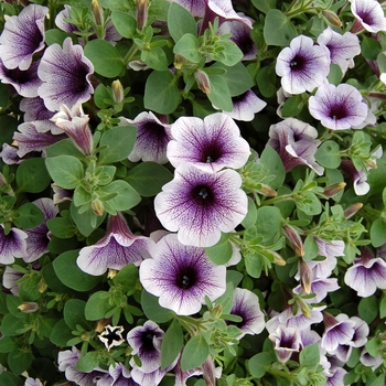 Petunia Sanguna® '' (040769)