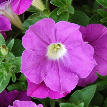 Petunia Whispers™ '' (040771)