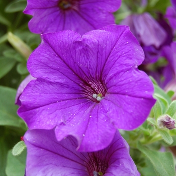 Petunia Whispers™ '' (040773)