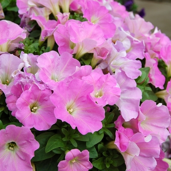 Petunia Whispers™ '' (040777)