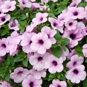 Petunia Whispers™ '' (040779)