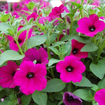 Petunia Whispers™ '' (040783)