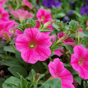 Petunia Whispers™ '' (040787)