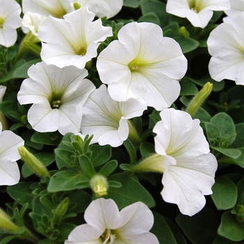 Petunia Whispers™ '' (040789)