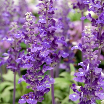 Salvia farinacea 'Velocity™ Blue' (040790)