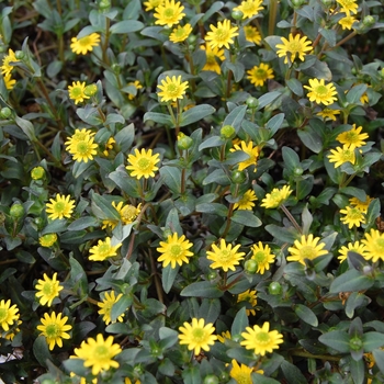 Sanvitalia 'Cuzco® Yellow' (040791)