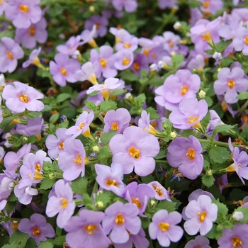 Sutera cordata Calypso™ 'Jumbo Deep Lavender' (040794)