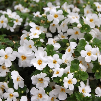 Sutera cordata Calypso™ 'Jumbo White Imp' (040795)