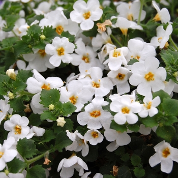 Sutera cordata Calypso™ 'Jumbo White Imp' (040796)