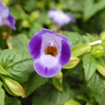 Torenia fournieri 'Torrie™ Blue' (040798)