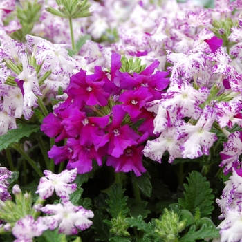 Verbena Lanai® '' (040800)