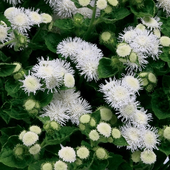 Ageratum houstonianum Patina™ 'White' (040803)