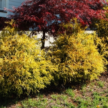 Chamaecyparis pisifera 'Golden Mop' (040819)