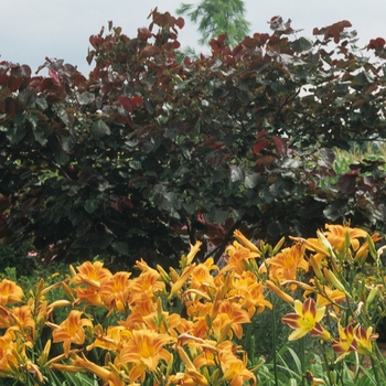 Cercis canadensis 'Forest Pansy' (040825)