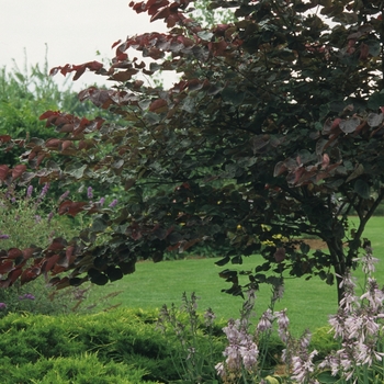 Cercis canadensis 'Forest Pansy' (040826)