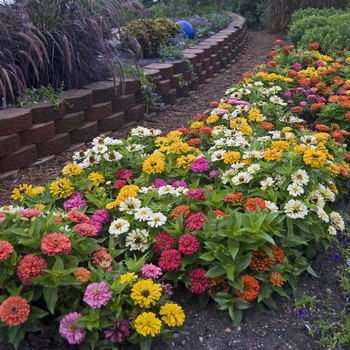 Zinnia elegans Dreamland™ '' (040833)