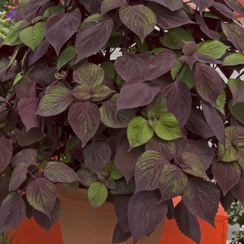 Perilla frutescens 'Gage's Shadow' (040838)