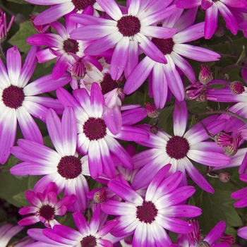 Pericallis Senetti® 'Magenta Bicolor' (040843)