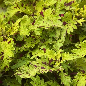 Coleus 'Quarterback' (040845)