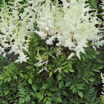 Astilbe japonica 'Ellie' (040847)