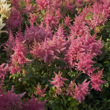 Astilbe x arendsii 'Federsee' (040849)