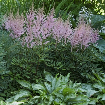 Astilbe vista '' (040850)