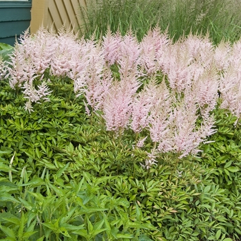 Astilbe vista '' (040851)