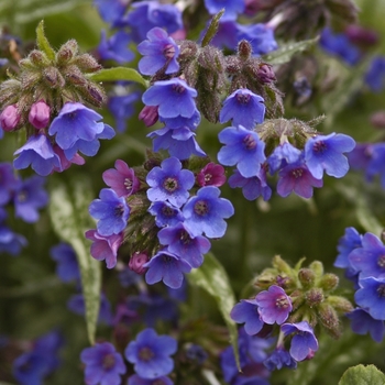 Pulmonaria longifolia ssp cevennensis '' (040852)