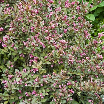 Weigela florida 'Wine & Roses®' (040857)