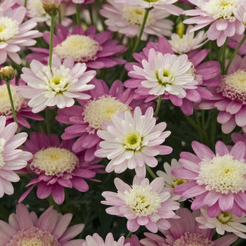 Argyranthemum 'Galaxy Orchid' (040860)