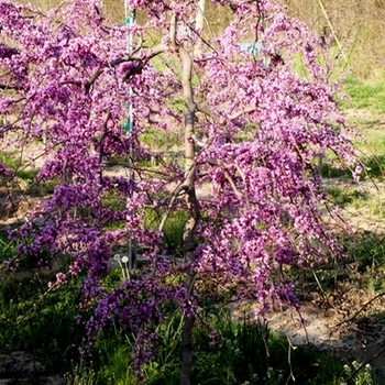 Cercis canadensis 'Lavender Twist®' (040866)