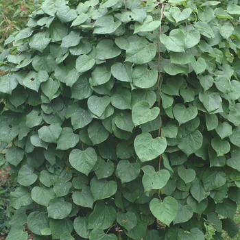 Cercis canadensis 'Lavender Twist®' (040868)