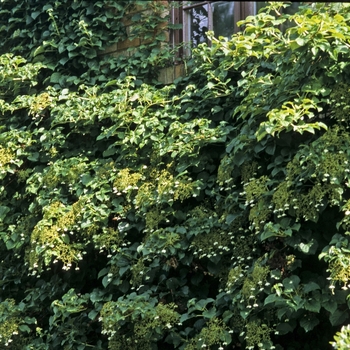 Hydrangea anomala petiolaris '' (040870)