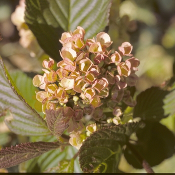 Viburnum plicatum f. plicatum 'Mary Milton' (040876)