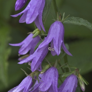 Adenophora confusa '' (040879)