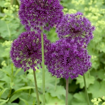 Allium 'Globemaster' (040884)