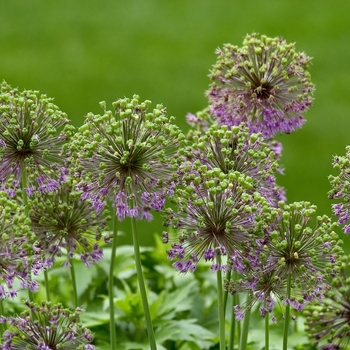 Allium aflatunense '' (040885)