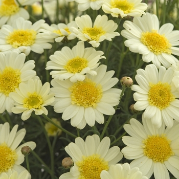 Argyranthemum frutescens 'Sole Mio' (040902)